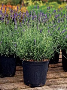 多年生草本植物有哪些品种 常绿草本植物介绍
