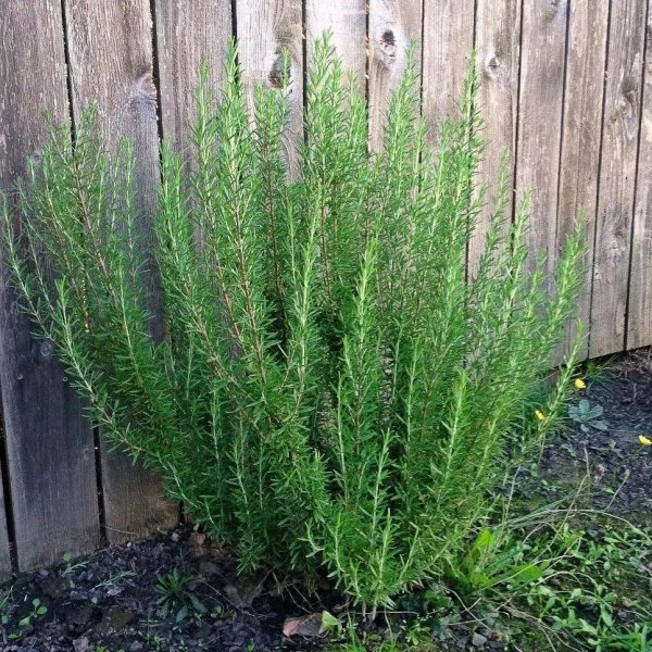 多年生草本植物有哪些品种