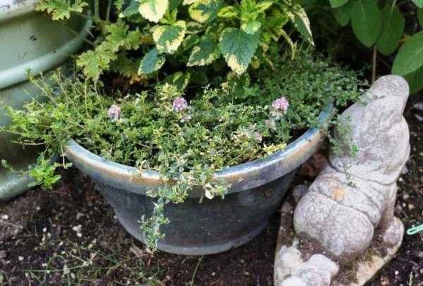 多年生草本植物有哪些品种