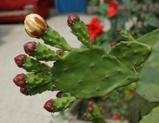 仙人掌的花语与寓意是什么