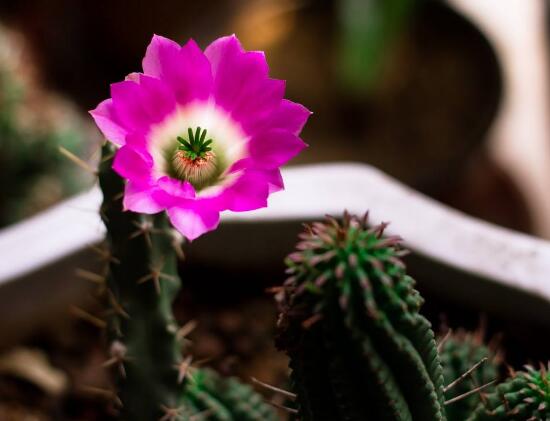 仙人掌的花语与寓意是什么