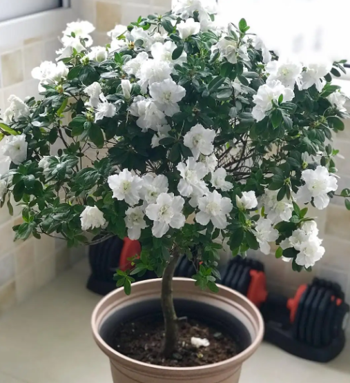 室内养杜鹃花好不好