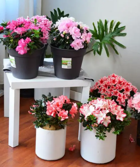 室内养杜鹃花好不好