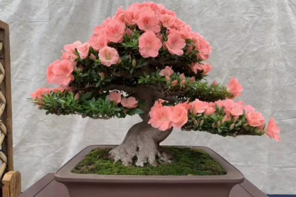 室内养杜鹃花好不好