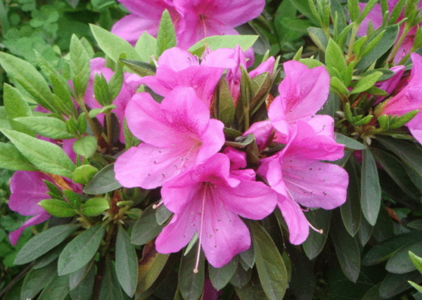 室内养杜鹃花好不好