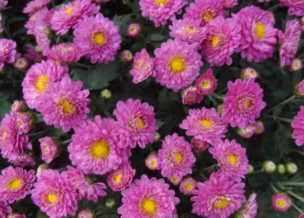 菊花是什么时候开的季节