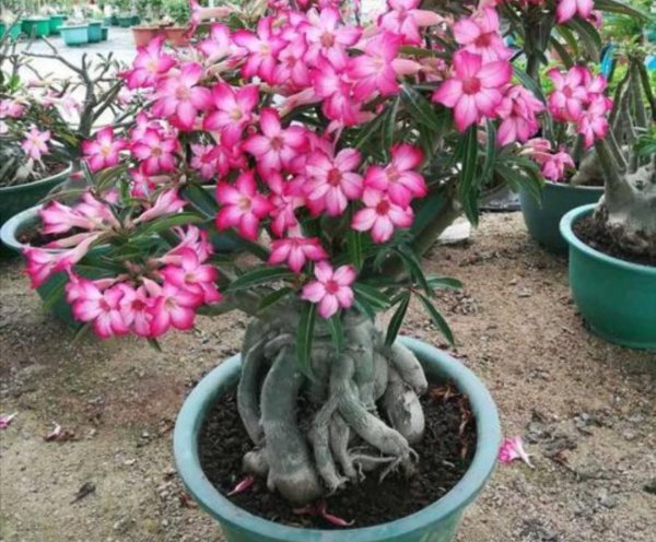 沙漠玫瑰怎么养才开花