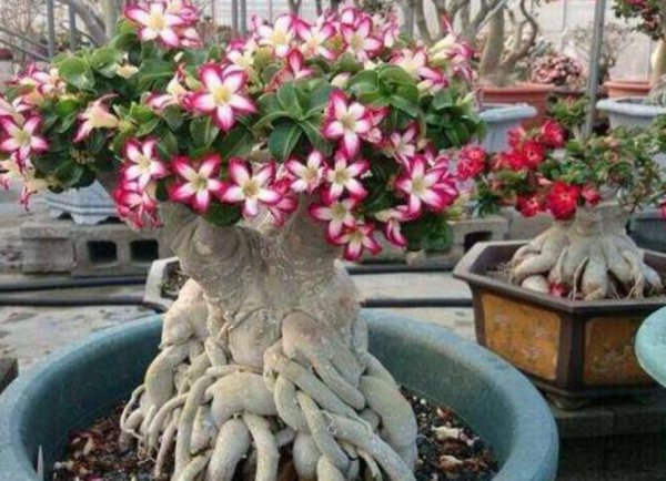 沙漠玫瑰怎么养才开花