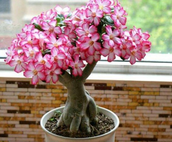 沙漠玫瑰怎么养才开花