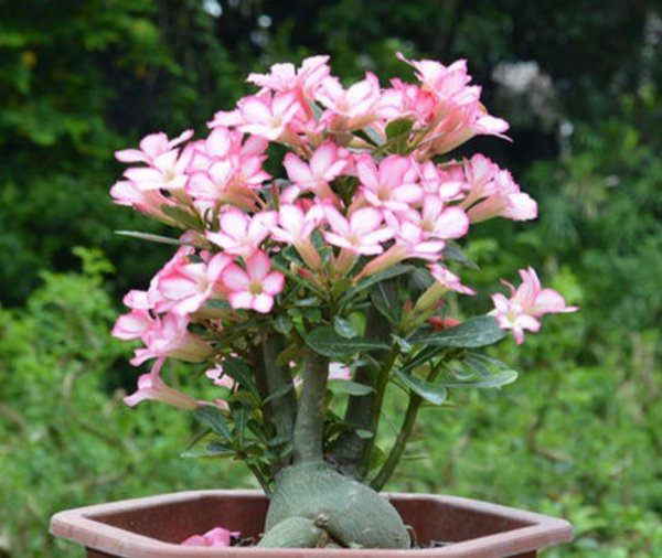 沙漠玫瑰怎么养才开花