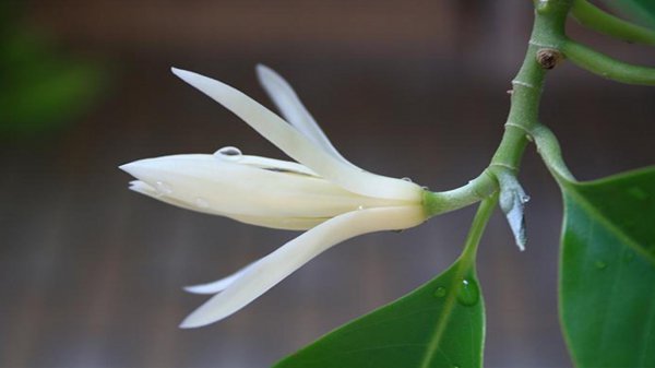 白玉兰什么季节开花结果