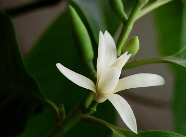 白玉兰什么季节开花结果