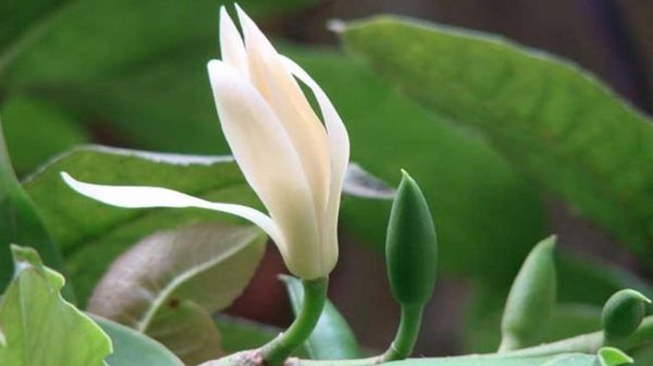白玉兰什么季节开花结果