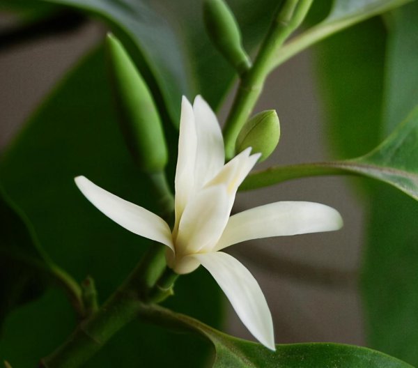 白玉兰什么季节开花结果