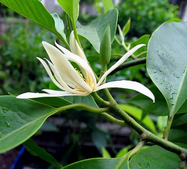 白玉兰什么季节开花结果