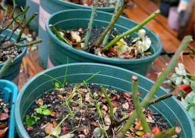 白玫瑰花语是什么意思 白玫瑰不同朵数的含义