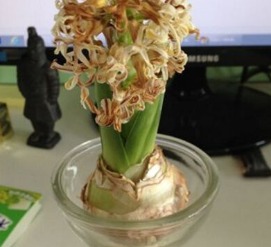 风信子开花后的养殖方法是什么