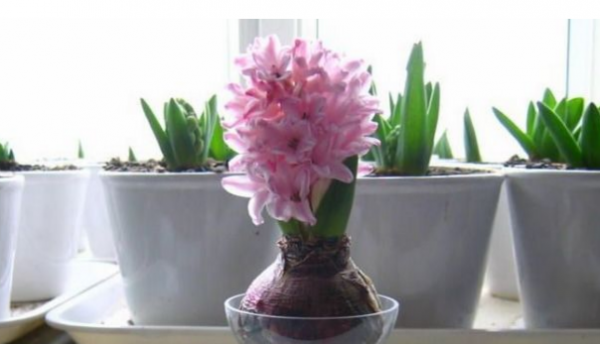 风信子开花后的养殖方法是什么