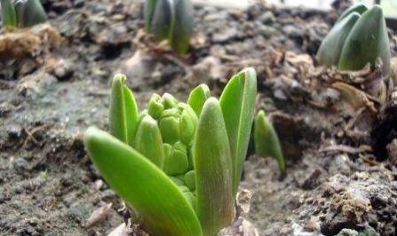 风信子开花后的养殖方法是什么