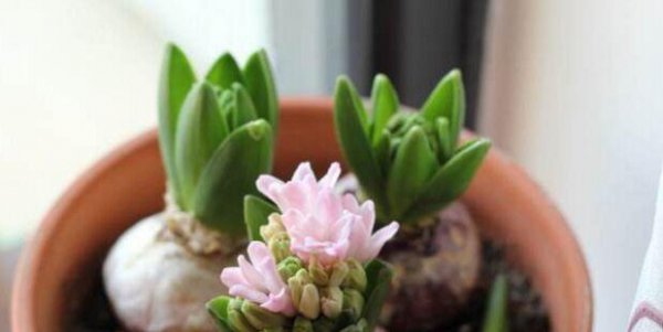 风信子开花后的养殖方法是什么