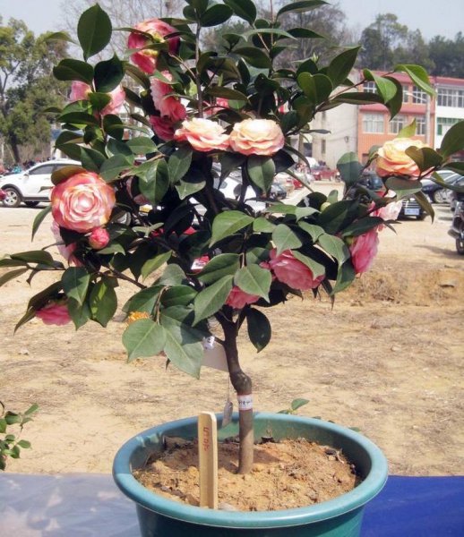盆栽茶花怎么养才长得好
