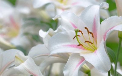 百合花的代表花语是什么 有关百合的象征意义