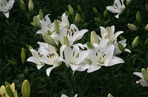 百合花的代表花语是什么