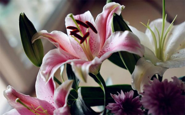 百合花的代表花语是什么