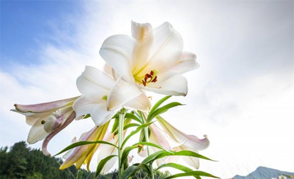 百合花的代表花语是什么