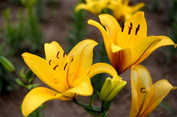 百合花的代表花语是什么