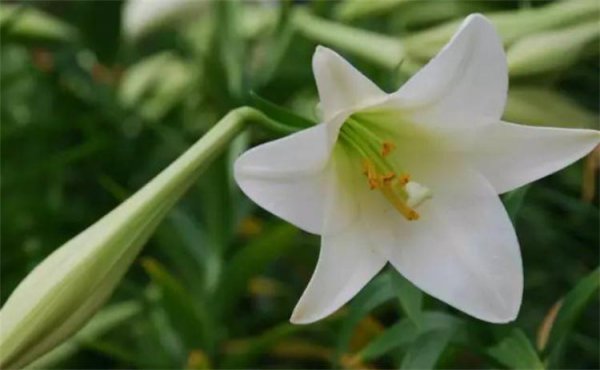 百合花的代表花语是什么