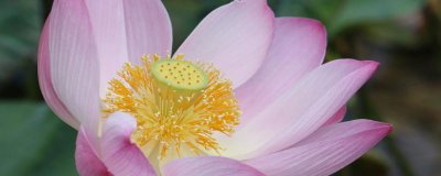 夏天的花有哪些特征 代表夏季的花卉大全