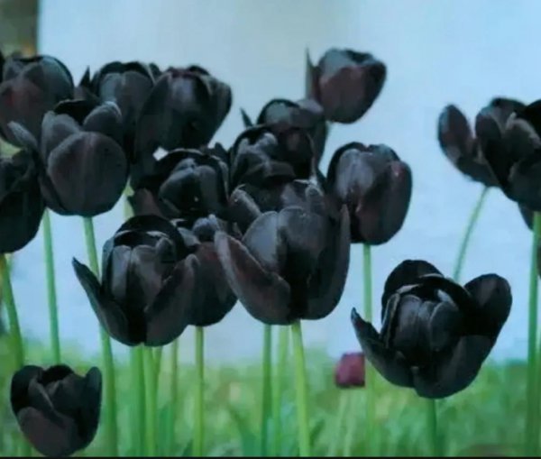 金色郁金香的花语是什么