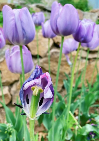 金色郁金香的花语是什么
