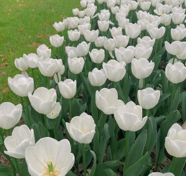 金色郁金香的花语是什么