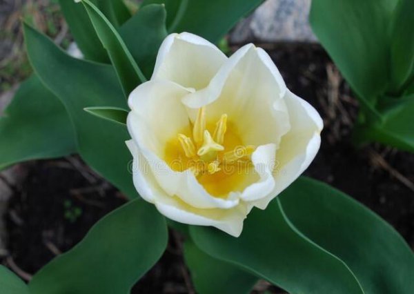 郁金香花语与寓意