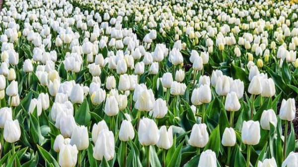 郁金香花语与寓意