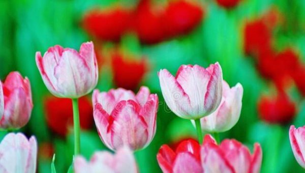 郁金香花语与寓意