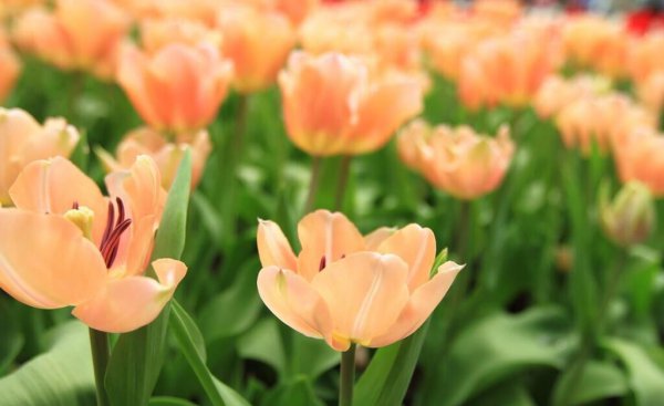 郁金香花语与寓意