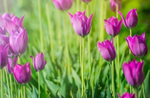 郁金香花语与寓意