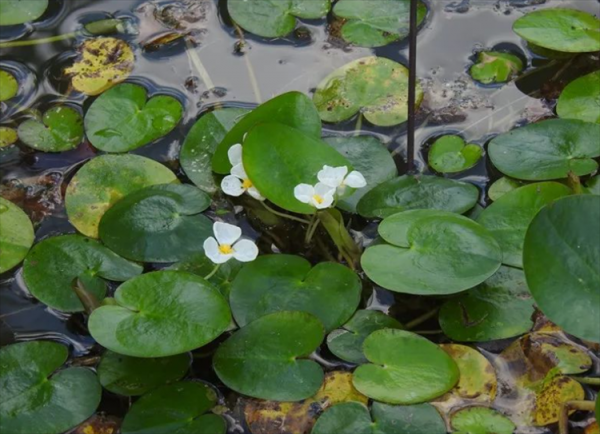 漂浮植物有哪些品种