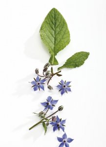 琉璃苣的花语是什么意思 详解琉璃苣的象征和寓意