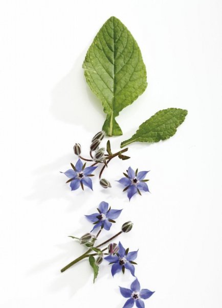 琉璃苣的花语是什么意思