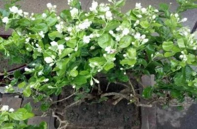夏天种的花有哪些 代表夏天的植物介绍