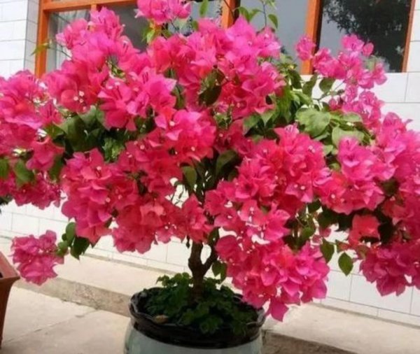 夏天种的花有哪些