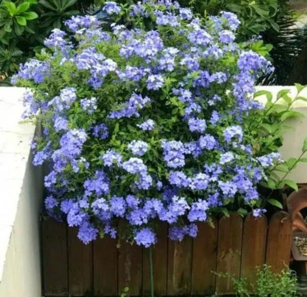 夏天种的花有哪些