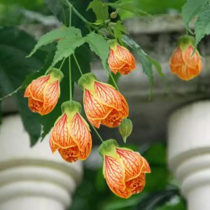 金铃花好养吗 金铃花的盆景养殖方法讲解
