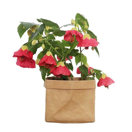 金铃花好养吗