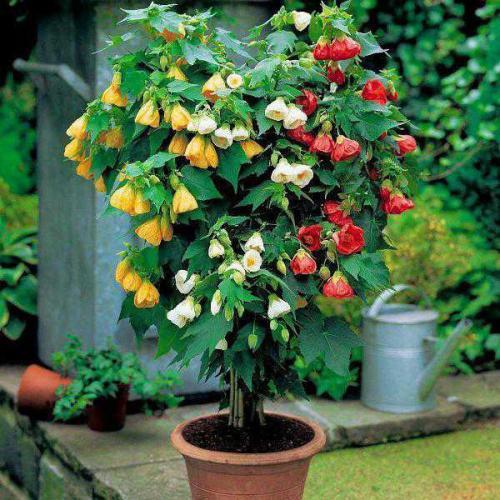 金铃花好养吗