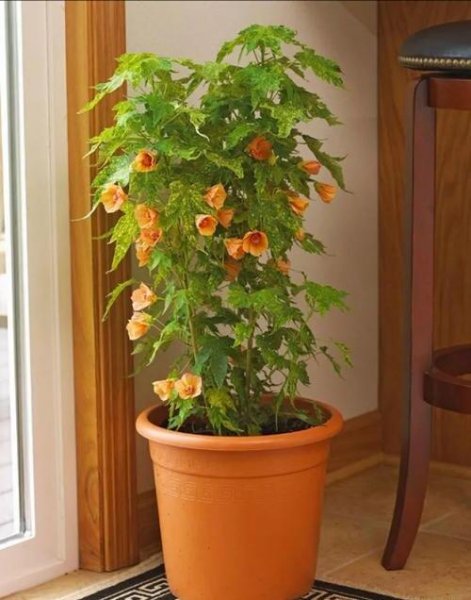 金铃花好养吗
